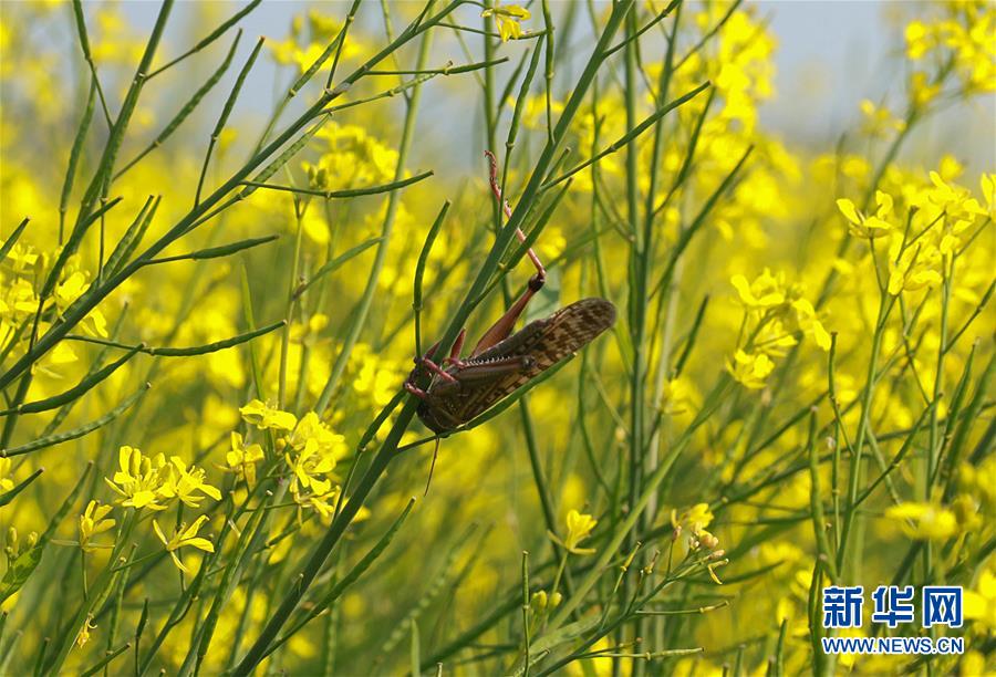 （国际）（4）印度北部蝗灾肆虐