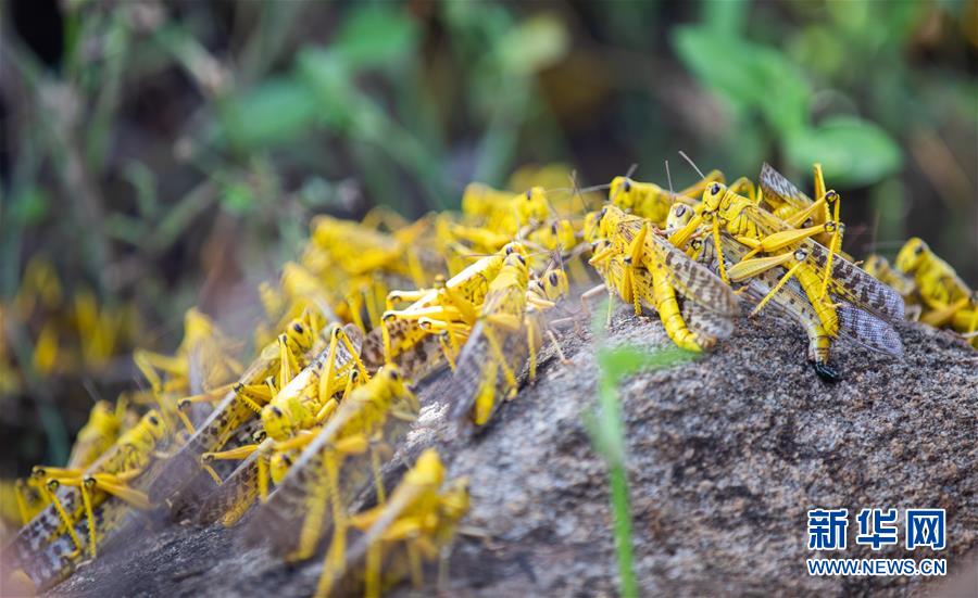 （国际）（4）蝗灾肆虐肯尼亚
