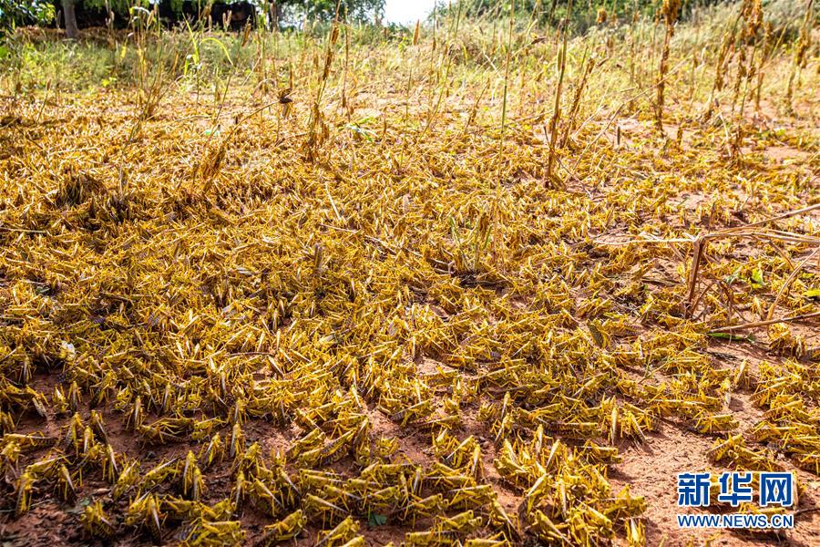 （国际）（6）蝗灾肆虐肯尼亚