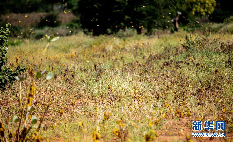 （国际）（11）蝗灾肆虐肯尼亚