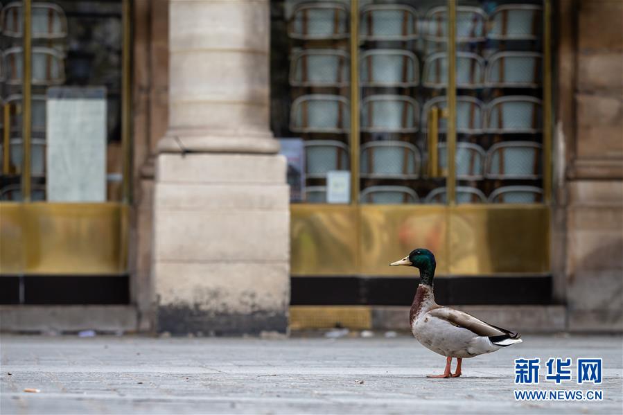 （国际疫情&middot;XHDW）（1）空城巴黎:小鸟上街 鸭子当道