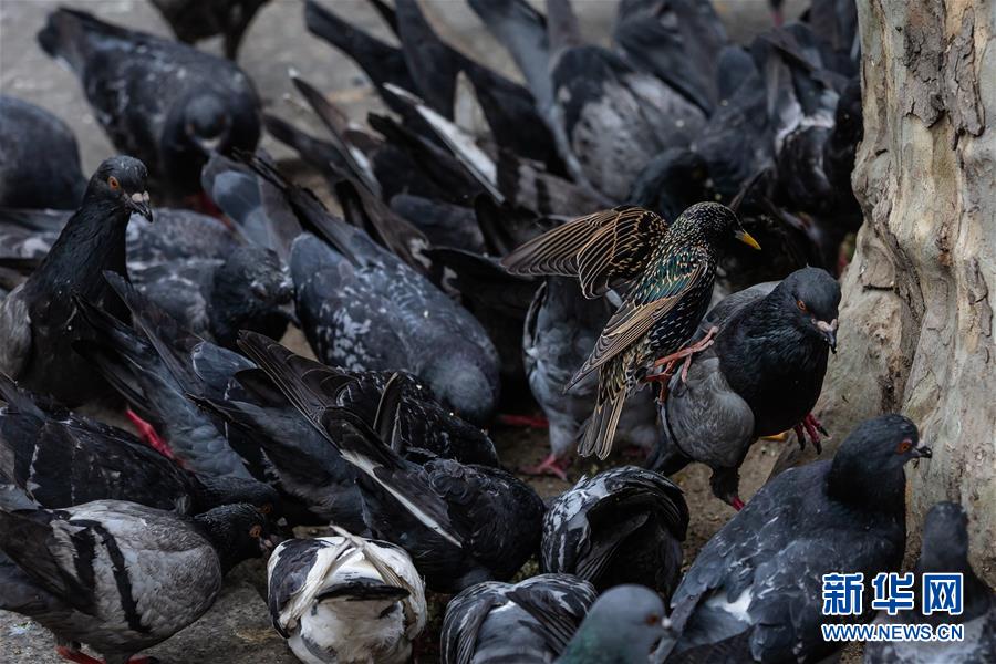 （国际疫情&middot;XHDW）（2）空城巴黎:小鸟上街 鸭子当道