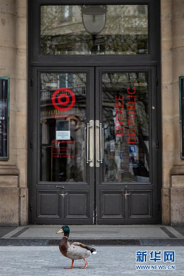 （国际疫情&middot;XHDW）（9）空城巴黎:小鸟上街 鸭子当道