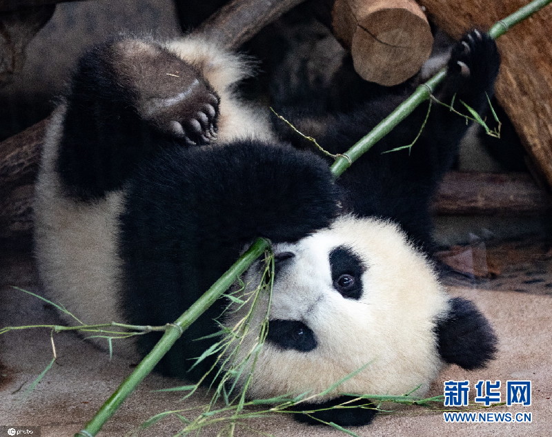 太萌了柏林动物园双胞胎大熊猫躺地吃竹子嬉戏玩耍