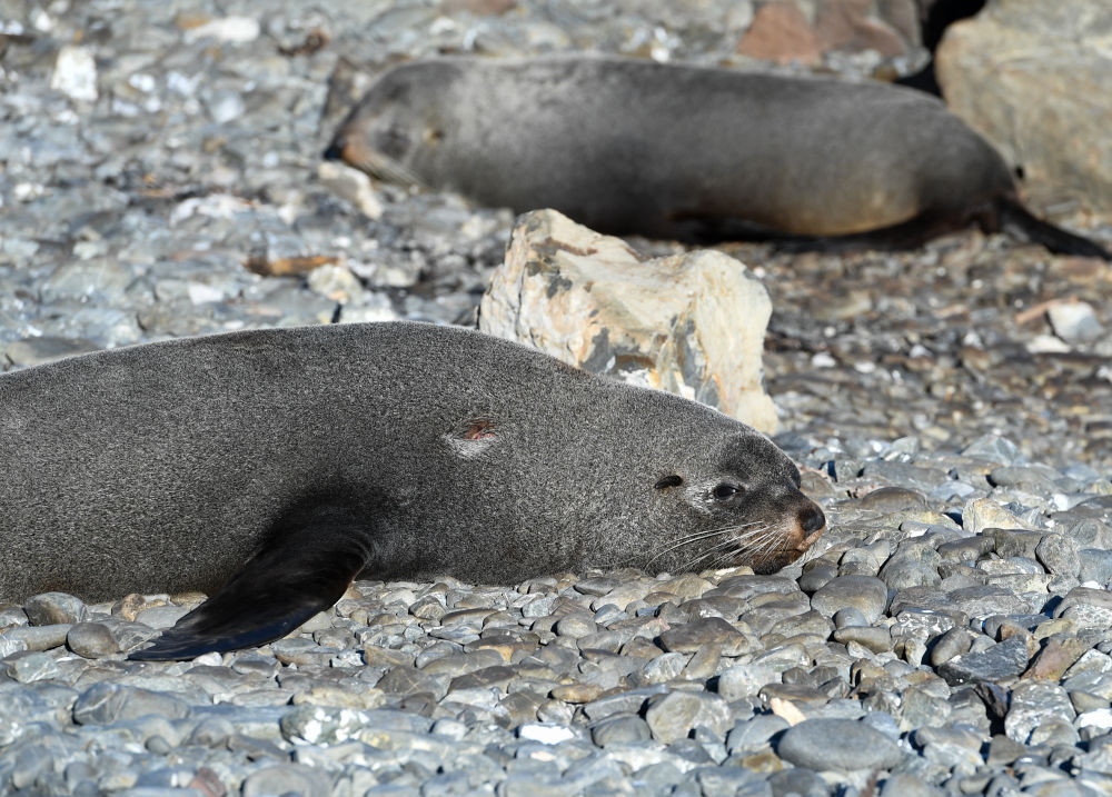 全球连线 | 神奇生物在哪里?——新西兰:毛皮海豹