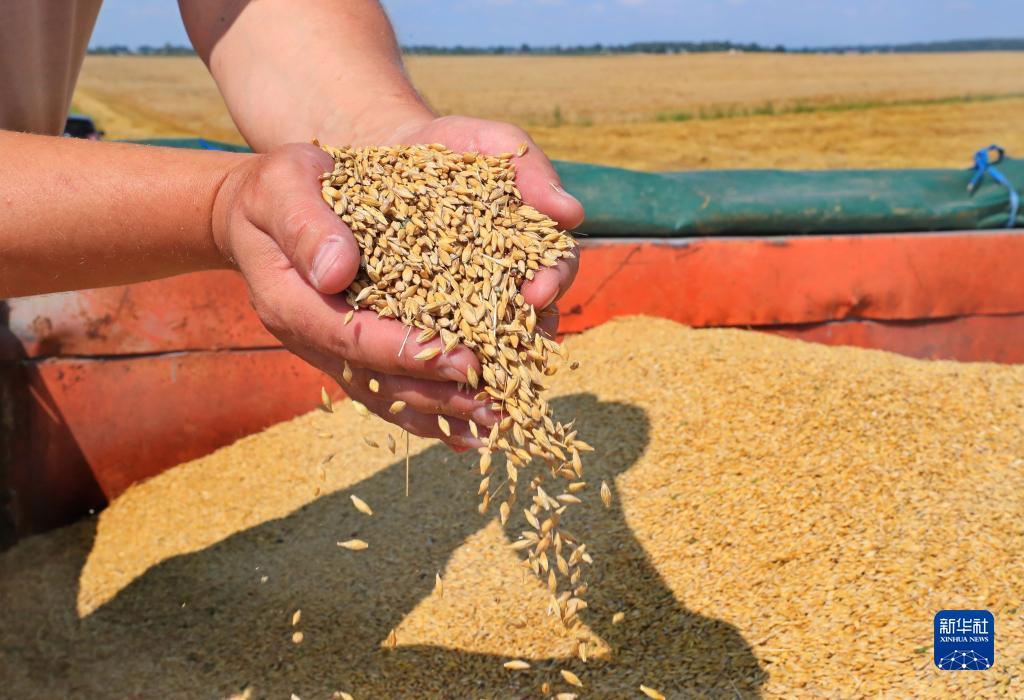 近日,白俄罗斯开始大面积收割粮食作物.