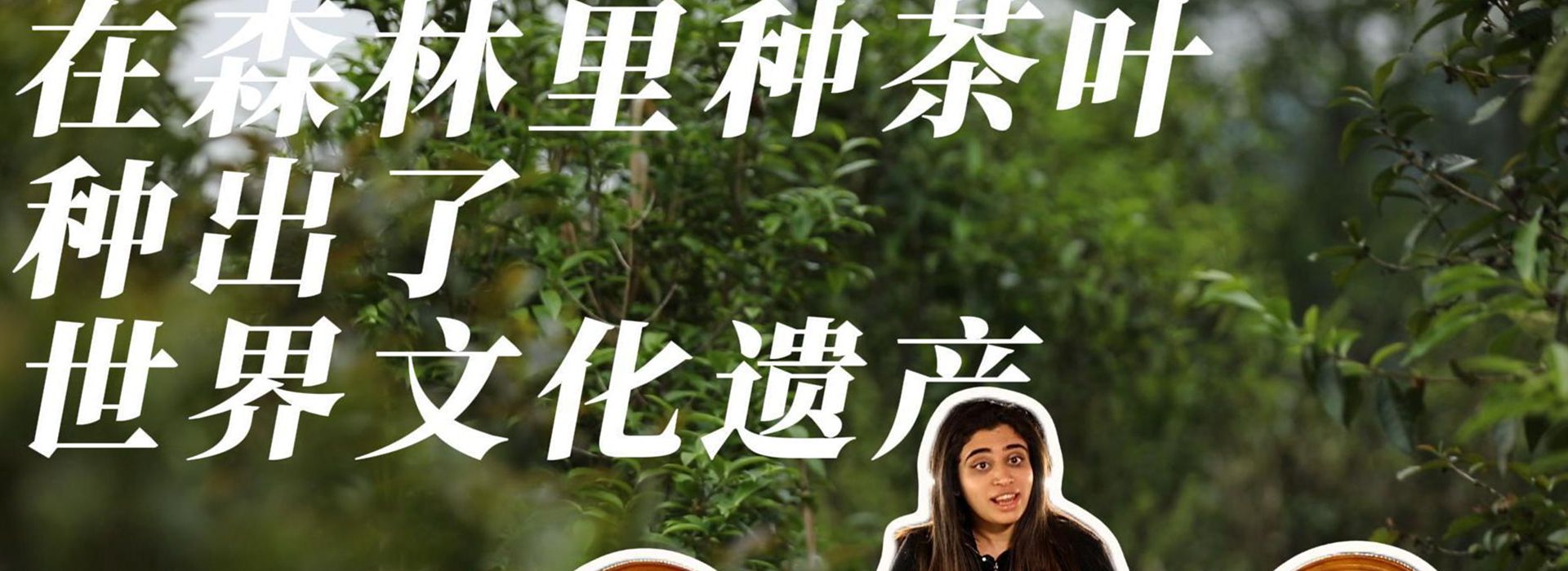 洋洋大观｜在森林里种茶叶，种出了世界文化遗产