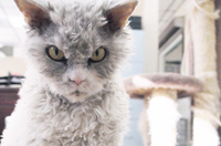 美愤怒猫咪长有爱因斯坦般狂放毛发走红网络