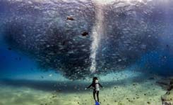 美国夫妇潜水偶遇鱼群&ldquo;龙卷风&rdquo;