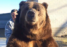 俄罗斯男子和棕熊亲密拥抱（组图）