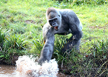 英大猩猩被围观打水花&ldquo;哗众取宠&rdquo;（组图）