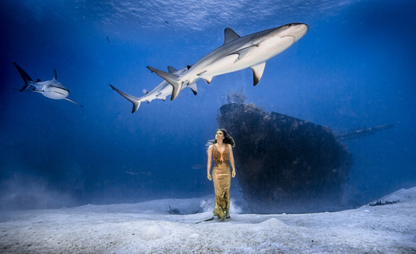 冒险者水下拍写真与鲨鱼共舞 警醒灭绝危机