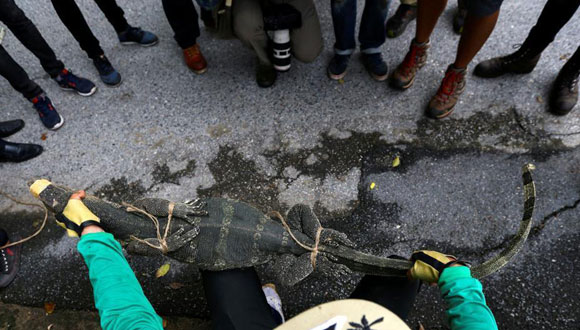 泰国曼谷一公园巨蜥数量过多 政府捕捉强迁