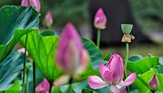 北京：赏荷圆明园