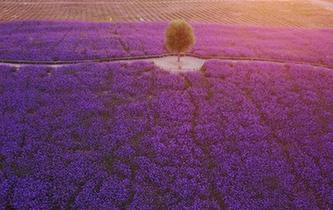 &ldquo;沙海&rdquo;变&ldquo;花海&rdquo; 沙漠淘&ldquo;真金&rdquo;