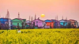 油菜花里望丰稔&mdash;&mdash;我国部分油菜主产区扩大种植促进增收观察