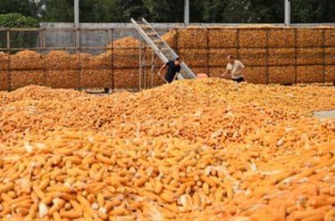 河北隆尧：秋收时节好&ldquo;丰&rdquo;景