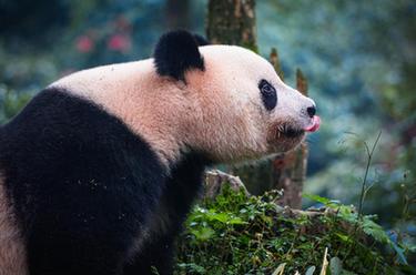 大熊猫&ldquo;香香&rdquo;与公众见面