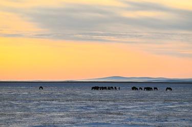 美丽中国丨锡林郭勒草原冬日美景