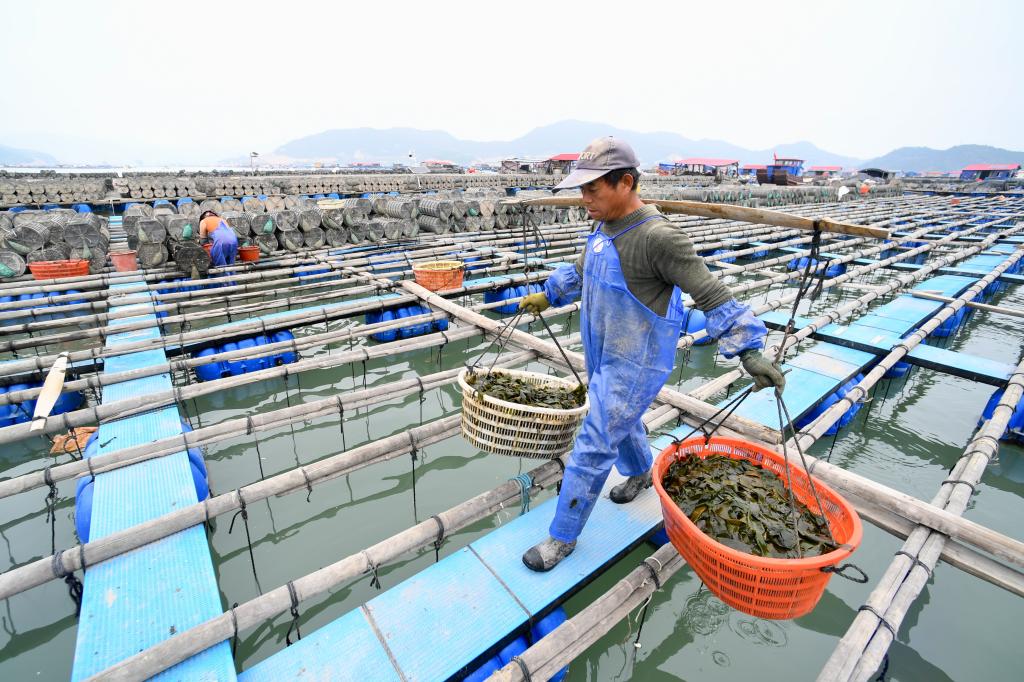 福建霞浦：北方海参 南迁过冬
