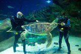 伦敦水族馆6600多只动物量身高测体重(高清组图)