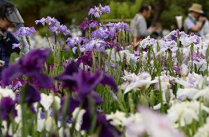 夏日清凉 带你观赏日本各地花海（高清组图）