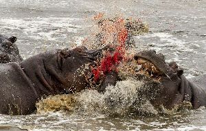 非洲河马幼崽被族群暴力围攻致死（高清组图）