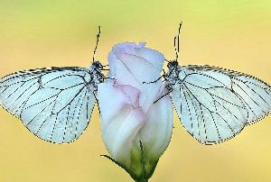 摄影师镜头下造型对称的昆虫（高清组图）