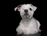 澳摄影师为残疾小动物拍暖心写真（高清组图）