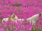 北极熊在粉嫰花海打滚撒欢【组图】