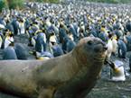 400万企鹅大军&ldquo;攻占&rdquo;澳洲小岛【高清组图】
