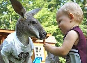 美国一幼童与袋鼠成为好友 形影不离亲密无间(组图)