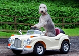 英国小狗会开车走红 座驾是劳斯莱斯（组图）