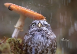 半岁大猫头鹰蘑菇底下避雨 萌萌哒(组图)