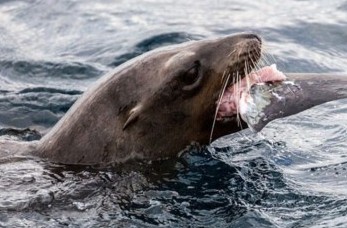 凶猛鲨鱼被海狮吃 场面震撼 （组图）