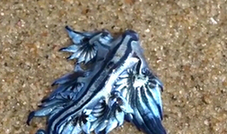 澳大利亚海滩现奇特蓝色生物 如外星来客(组图)