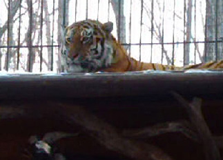 俄动物园勇敢山羊与老虎成亲密好友 同吃同住(组图)