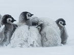 企鹅在南极暴风雪中抱团取暖【组图】