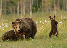 萌！芬兰小熊秀&ldquo;太极&rdquo;酷似太极高手（组图）