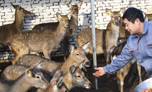 河北枣强：脱贫有&ldquo;鹿&rdquo; 致富有方