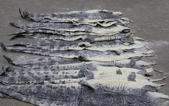 广西海警查获1609张涉嫌走私鳄鱼皮