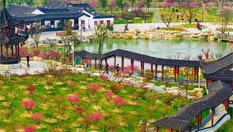 航拍盐城大丰梅花湾 满园春色关不住