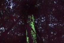 日本独有的神奇蘑菇 夜晚发光迷人眼（组图）