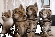 爆笑趣图！日媒盘点极品喵星人搞怪动图