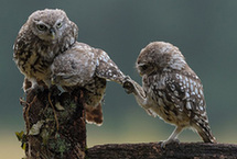 萌出新高度！猫头鹰为&ldquo;争宠&rdquo;卖萌求抱抱