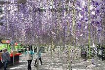 日本北九州：初夏紫藤祭