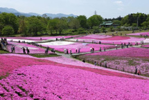 日本公园芝樱怒放 游人赏花流连忘返