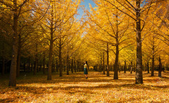 世界草木奇观 去树下阴凉一夏