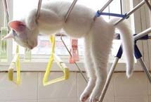 日本萌猫，乐趣无限