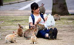 在兔岛被"兔肉活埋"